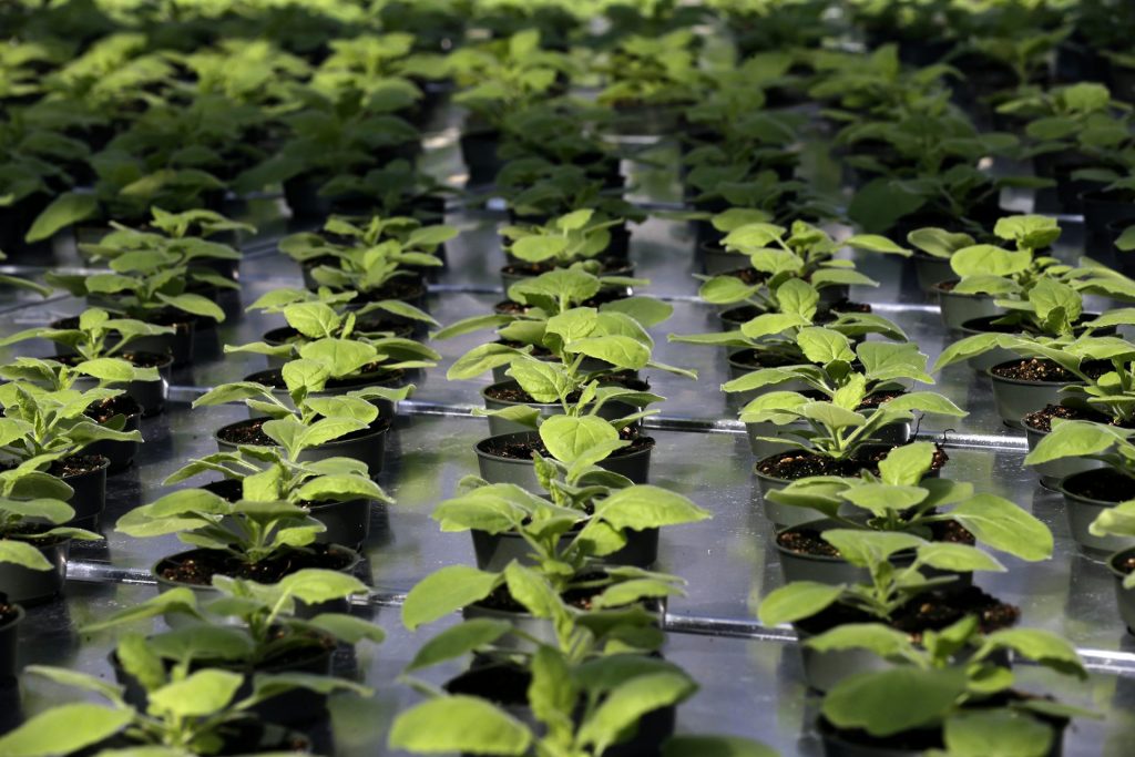 ‘Priming’ plants by exposing them to certain chemicals while they’re seeds can affect their growth later in life. AP Photo/Gerry Broome