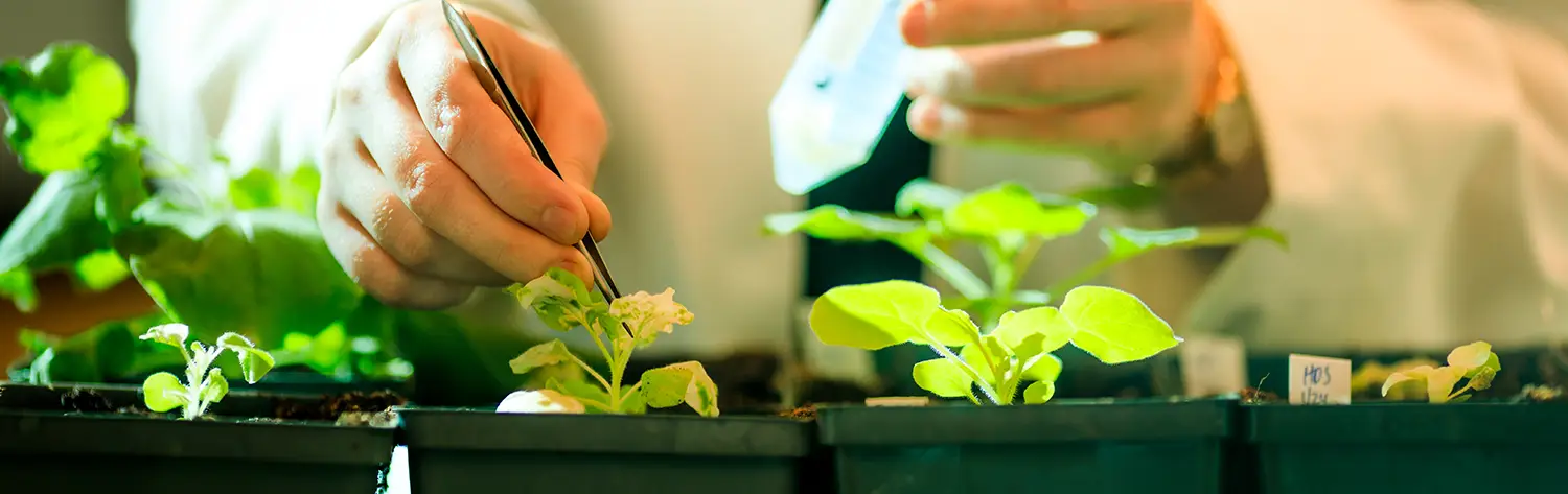 Researcher taking a sample from a green plant in the lab